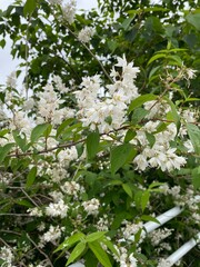 white flowers in the garden