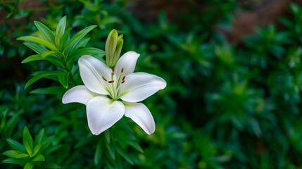 Fototapeta premium A single white lily flower blooming in a lush green garden with copy space