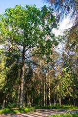 Oak tree by a gravel road, Bialowieza Forest, Poland