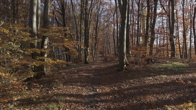 Ungraded LOG Long Take Aerial Flight Along Autumn Ridge Path with Golden Light