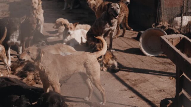 Crowded Yard Full Of Dogs Gathering Under Sun, Mixed Breeds Mingling With Restless Energy, Makeshift Bowls