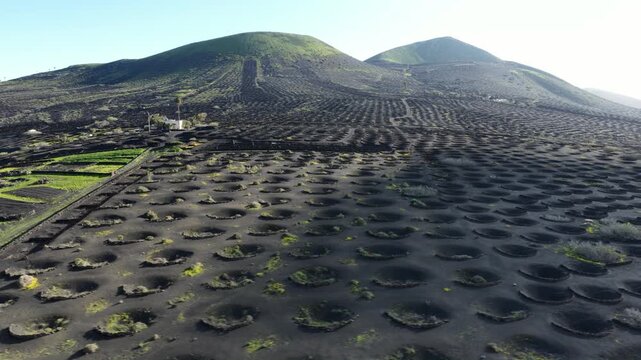 Lanzarote volcanic vineyards La Geria growing grapes by day