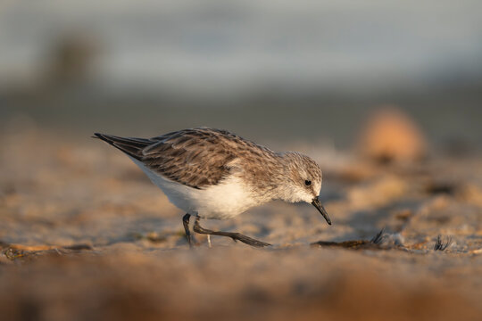 Little Stint - Calidris minuta foraging at Khawr Ad Dahariz, Salalah, Oman. A crisp reflection and soft golden light highlight this tiny wader along the serene Dhofar coastline.