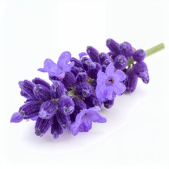 Naklejka premium Lavender sprig with delicate purple blooms on white background showcases floral beauty