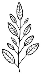 Hand-drawn botanical illustration of an elegant branch with detailed leaves, simple outline art