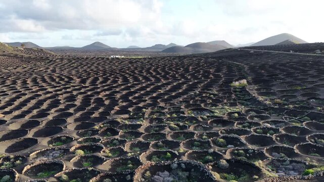 Volcanic vineyards of La Geria Lanzarote unique farming
