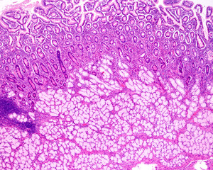 Duodenum. Brunner&rsquo;s glands