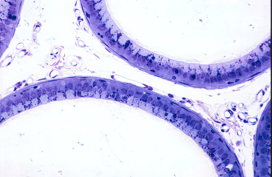 Epididymis. Simple columnar epithelium