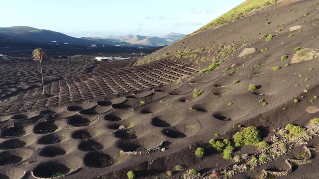 Lanzarote volcanic vineyards traditional cultivation aerial view