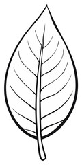 Fototapeta premium Minimalist line art illustration of a single leaf with distinct midrib and veins