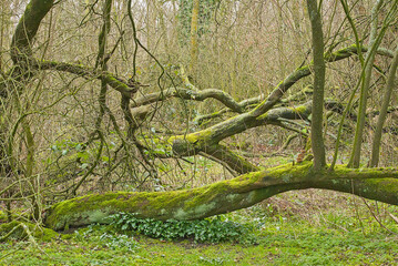 Fallen tree with moss in Bourgoyen nature reserve, Ghent, Flanders, Belgium 