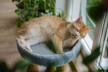 A red cat lies on a gray scratching post near the window and indoor plants. The cat licks its paw. Purebred cat British golden chinchilla.