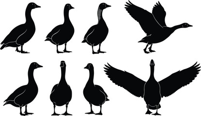 Black silhouette vector illustration of seven geese in standing and flying positions, wings spread, natural bird posture, wildlife design © MdBalal
