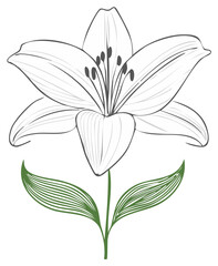 Obraz premium Elegant Line Art Lily Flower Illustration Botanical Design with Green Leaves