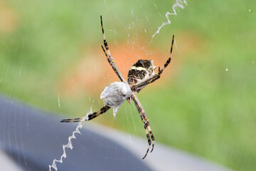 The Silver Garden Orbweaver a common non venomous spider that is found throughout Brazil.