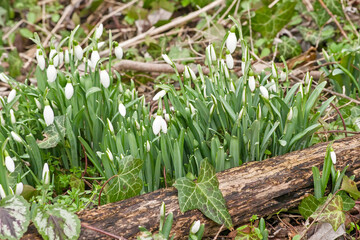 Obraz premium cluster of white flowering snowdrops on the forest floor - Galanthus nivalis 
