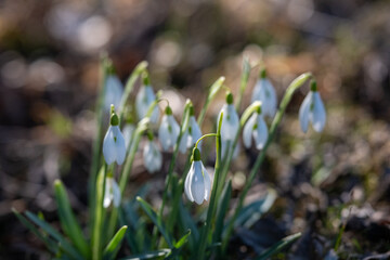 Fototapeta premium Snowdrop Group In Peaceful Forest Setting, Tranquil Woodland Scene Showcasing Fragile Snowdrops And Soft Morning Illumination