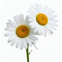 Two delicate daisies with pristine white petals isolated on a clean white background