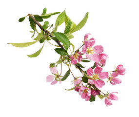 Twig of pink flowers and green leaves of Malus floribunda (profusely flowering apple) isolated on white or transparent background