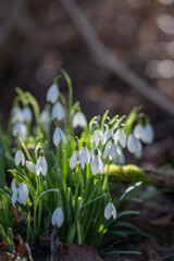 Obraz premium Snowdrop Group In Peaceful Forest Setting, Tranquil Woodland Scene Showcasing Fragile Snowdrops And Soft Morning Illumination