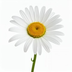 Fototapeta premium Solitary daisy bloom with crisp white petals presented against a bright backdrop