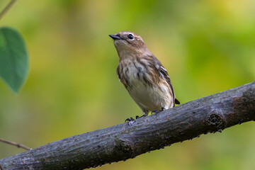 Fototapeta premium Myrtle warbler perched on a branch.