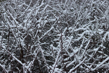 Hedge covered in thick snow in winter
