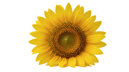 Obraz premium Bright yellow sunflower blossom isolated on white background, vibrant and cheerful, summer bloom