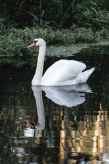 Lone Swan Swimming Along Quiet River Surrounded by Lush Green Trees and Reflections, Scenic Summer Landscape with Calm Waterway in Peaceful Countryside Environment
