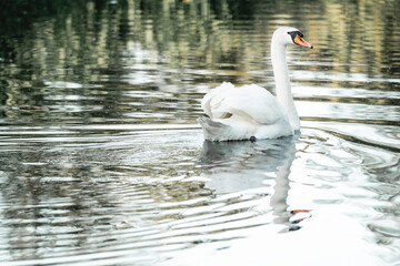 Fototapeta premium Lone Swan Swimming Along Quiet River Surrounded by Lush Green Trees and Reflections, Scenic Summer Landscape with Calm Waterway in Peaceful Countryside Environment 