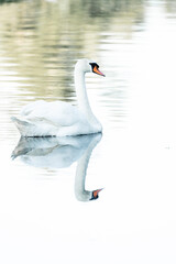 Obraz premium Lone Swan Swimming Along Quiet River Surrounded by Lush Green Trees and Reflections, Scenic Summer Landscape with Calm Waterway in Peaceful Countryside Environment 