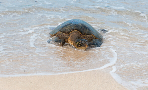 USA, Hawaii, North Shore.  Sea turtle crawling up the beach to lay eggs.