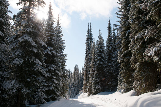 Canada, BC, Sun Peaks Resort.  Cross country ski trail on Mount Morrisey.