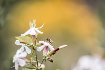 Delicate bee Resting on Vibrant Purple Flower with Soft Bokeh Background, Macro Close Up of Pollinator in Blooming Garden Capturing Natural Beauty and Serene Outdoor Atmosphere
butterfly, insect