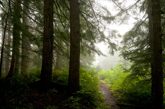 Canada, BC, West Vancouver.  Baden Powel Trail between Horseshoe Bay and Cypress Mountain.