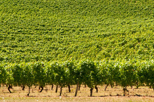 USA, Oregon, Portland, Willamette Valley.  Pinot Noir Vineyards at Elk Cove Winery.