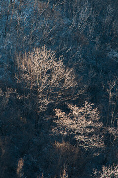 USA, California, Ukiah.  Cow Mountain Recreation Area, bare trees evidence of previous forest fire in the area.