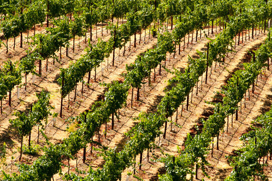 USA, California, Healdsberg.  Vineyards at the Ferrari Carano winery.  