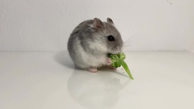 Hamster ruso comiendo br&oacute;coli. Fondo blanco. Mascota cuqui