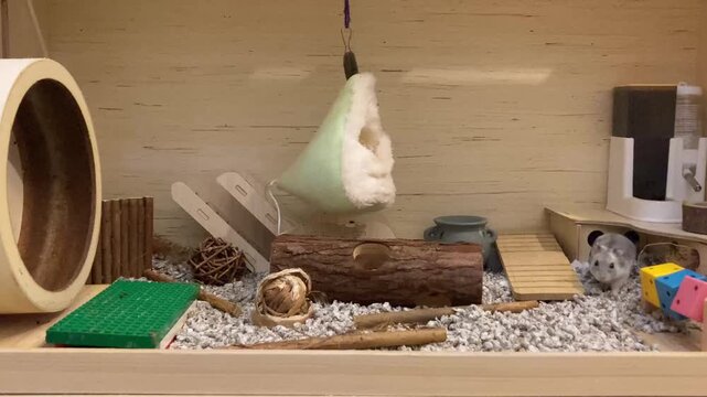Hamster ruso en su jaula de madera. Mascota en su casita