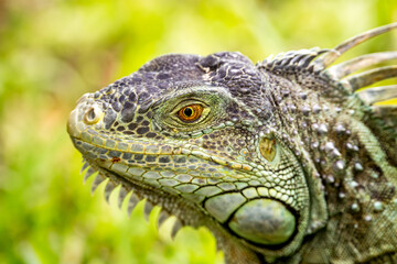 Close-up of Green Iguana in Florida Park