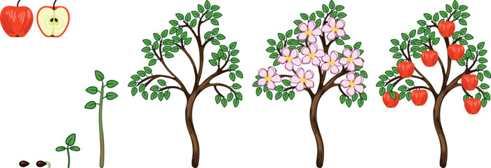 Life cycle of apple tree (Malus domestica). Stages of growth from seed and sprout to adult plant with ripe red fruits