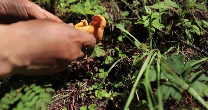 People picking chanterelle mushrooms growing in forest