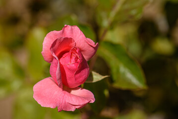 Fototapeta premium Pink Rose Blossom Close-Up in Sunlit Garden with Soft Green Background