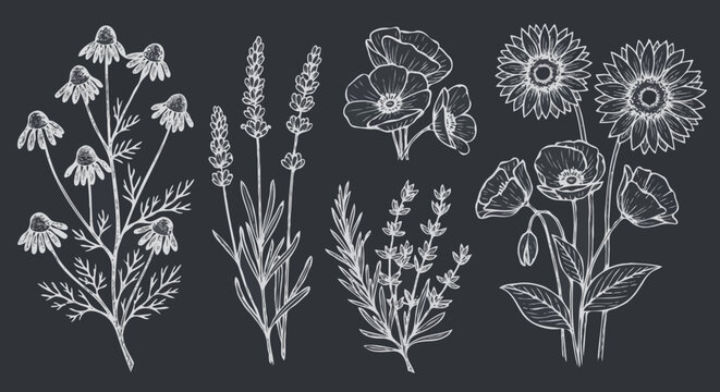 Hand-drawn botanical illustration of various wildflowers and herbs including chamomile, lavender, poppies, and sunflowers in a vintage white chalk sketch style on a textured blackboard background.