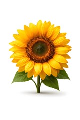 Obraz premium A sunflower grows straight with bright yellow petals and a dark center. It stands alone against a plain backdrop, showing off its natural beauty in good light