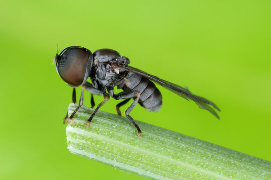 Adult insect of Pipunculidae family of flies (Diptera) commonly termed big-headed flies. The larvae of Pipunculidae develop as parasitoids almost exclusively in Auchenorrhyncha, leafhoppers, planthopp