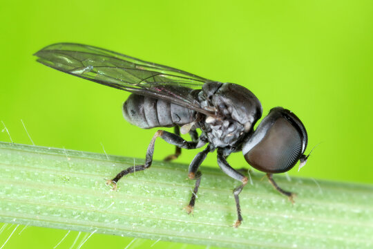 Adult insect of Pipunculidae family of flies (Diptera) commonly termed big-headed flies. The larvae of Pipunculidae develop as parasitoids almost exclusively in Auchenorrhyncha, leafhoppers, planthopp