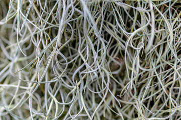 Macro texture of silver Spanish moss strands showing delicate fibers and intricate natural patterns.