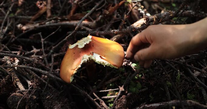 Picking amanita caesarea, orange mushroom edible in forest of China, slow motio